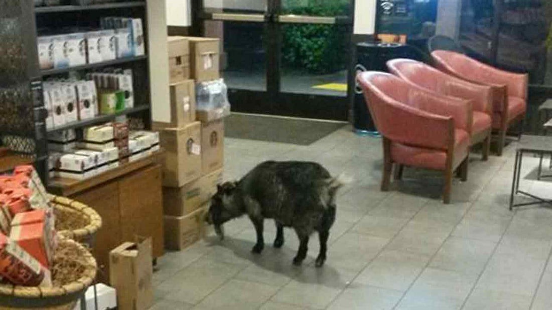 Goat Found At California Starbucks (Photos)