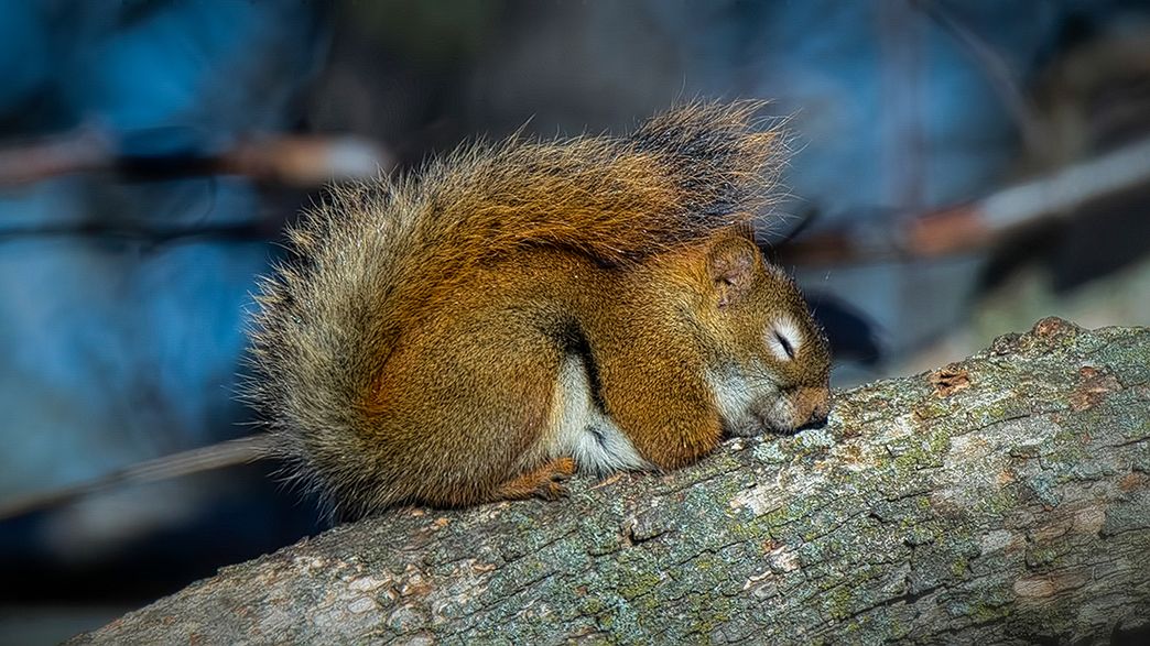 Watch What Happens When Squirrel Eats Too Many Fermented Crabapples (Video)