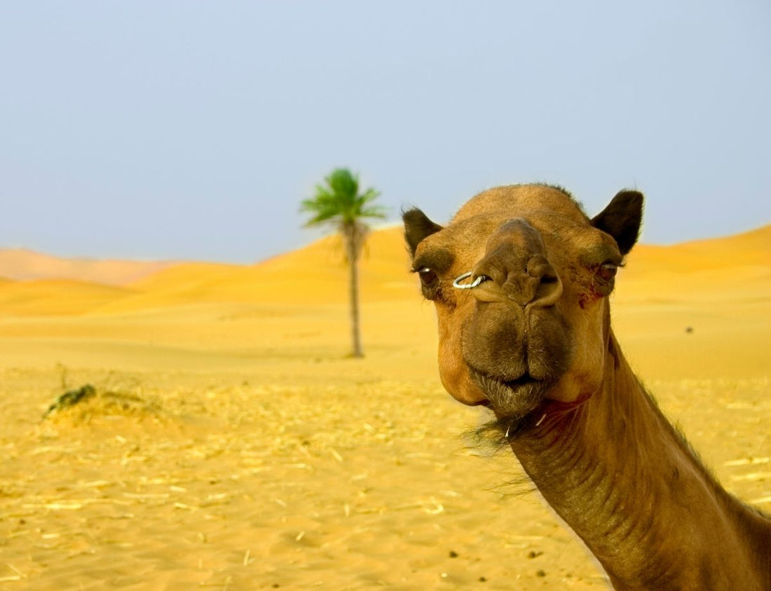 Camel Bites Off Owner's Head Off For Unfortunate Reason