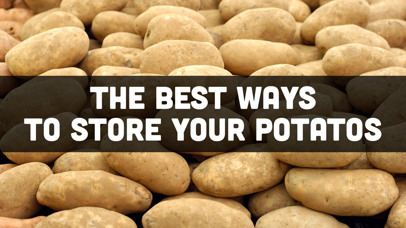 The Best Way to Store Potatoes, According to the Experts: Potato Farmers