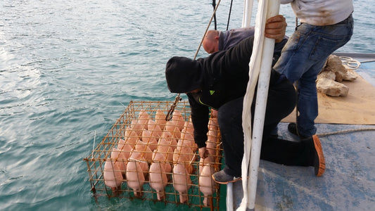 Summer Plans: Visit This Underwater Winery (Photos)||Visit This Underwater Winery (Photos)