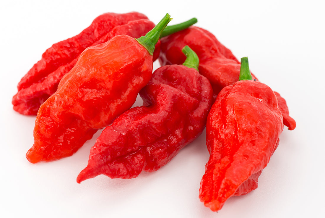 Ghost Peppers||Ghost Peppers