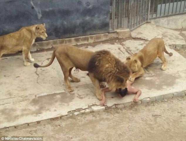 Man Rips Off All Clothing, Jumps Naked Into Lion Pit (Photo)
