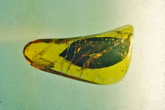 45 Million Years Old Beer||45 Million Years Old Beer